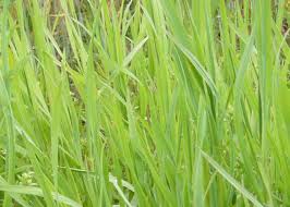 Attēlu rezultāti vaicājumam “Bromus secalinus”