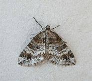 Attēlu rezultāti vaicājumam “Perizoma bifaciata”