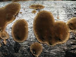 Attēlu rezultāti vaicājumam “Phellinus laevigatus”