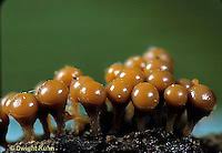 Attēlu rezultāti vaicājumam “Physarum luteolum young”