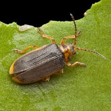 Attēlu rezultāti vaicājumam “Galerucella nymphaeae”