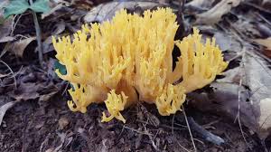 Attēlu rezultāti vaicājumam “Ramaria flava”