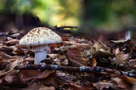 Attēlu rezultāti vaicājumam “Amanita citrina”