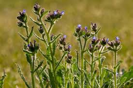 Attēlu rezultāti vaicājumam “Anchusa arvensis flower”