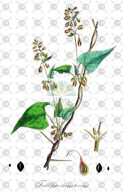 Attēlu rezultāti vaicājumam “Fallopia convolvulus fruit”