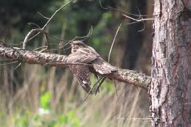 Attēlu rezultāti vaicājumam “Caprimulgus europaeus juvenile”