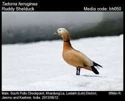 Attēlu rezultāti vaicājumam “Tadorna tadorna male”