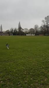 Image result for Ifield Cricket Club