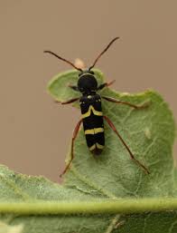 Attēlu rezultāti vaicājumam “Clytus arietis”