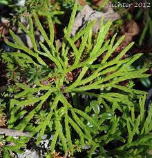 Attēlu rezultāti vaicājumam “Diphasium complanatum”