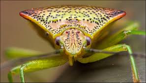 Attēlu rezultāti vaicājumam “Acanthosoma haemorrhoidale”