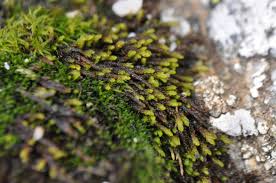 Attēlu rezultāti vaicājumam “Pterigynandrum filiforme”