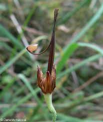 Attēlu rezultāti vaicājumam “Geranium palustre fruit”