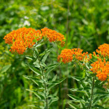Attēlu rezultāti vaicājumam “Deschampsia flexuosa bud”