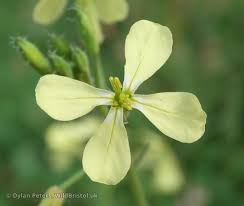 Attēlu rezultāti vaicājumam “Raphanus raphanistrum flower”