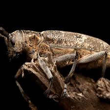 Attēlu rezultāti vaicājumam “Monochamus galloprovincialis”