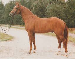 Image result for wiedenmann tehron