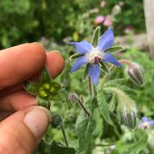 Image result for Borago officinalis