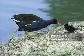 Attēlu rezultāti vaicājumam “Gallinula chloropus juvenile”