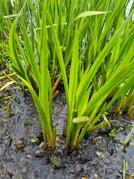 Image result for Acorus calamus