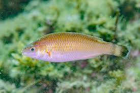 Image result for Symphodus melops