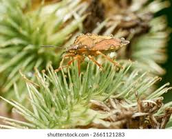Attēlu rezultāti vaicājumam “Carpocoris purpureipennis”