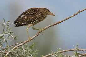 Image result for Nycticorax nycticorax