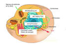 "Esquema de <b>metabolismo</b>"