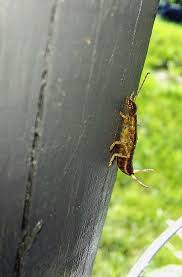 Attēlu rezultāti vaicājumam “Forficula auricularia female”
