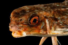 Image result for Dactylopterus volitans