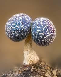 Attēlu rezultāti vaicājumam “Physarum leucophaeum stalked”