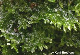 Attēlu rezultāti vaicājumam “Metzgeria violacea”