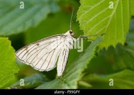 Attēlu rezultāti vaicājumam “Siona lineata”