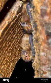 Attēlu rezultāti vaicājumam “Pipistrellus pygmaeus”