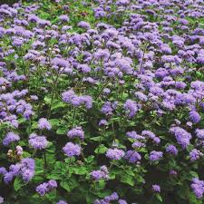 Image result for Ageratum houstonianum