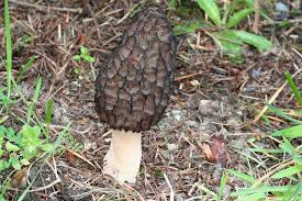 Attēlu rezultāti vaicājumam “Morchella sp.”