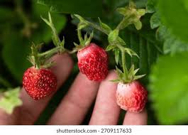 Attēlu rezultāti vaicājumam “Fragaria moschata leaf”