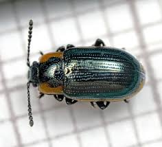 Attēlu rezultāti vaicājumam “Cribraria tenella macro”