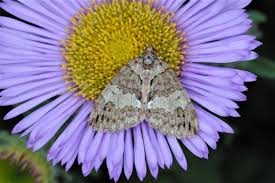 Attēlu rezultāti vaicājumam “Hydriomena impluviata”