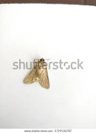 Attēlu rezultāti vaicājumam “Mythimna sp.”