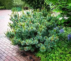 Attēlu rezultāti vaicājumam “Pinus pumila”