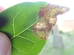 Attēlu rezultāti vaicājumam “Gracillaria syringella larva”