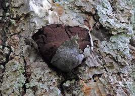 Attēlu rezultāti vaicājumam “Symphytocarpus impexus sessile”