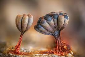 Attēlu rezultāti vaicājumam “Physarum confertum macro”