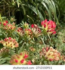 Attēlu rezultāti vaicājumam “Anthyllis maritima”