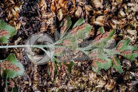 Attēlu rezultāti vaicājumam “Asplenium ruta-muraria”