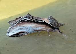 Attēlu rezultāti vaicājumam “Pheosia tremula”