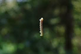 Attēlu rezultāti vaicājumam “Pandemis corylana”