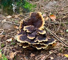 Attēlu rezultāti vaicājumam “Phaeolus schweinitzii”