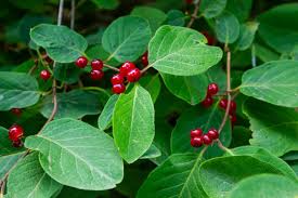 Attēlu rezultāti vaicājumam “Lonicera xylosteum”